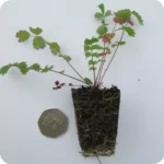 Salad Burnet (Poterium minor) plug plants - Image 4