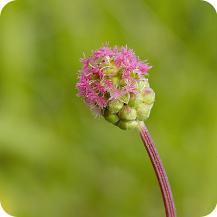 Close up of Salad Burnet Poterium minor green bud iwth tiny purple flowers on a purple stem