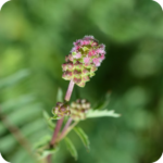 Salad Burnet (Poterium minor) plug plants - Image 2