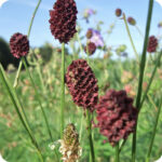 Great burnet flower