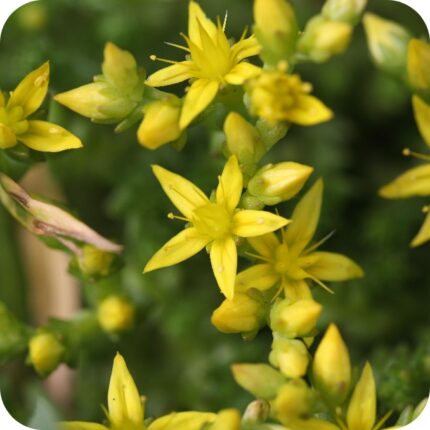 Biting Stonecrop (Sedum acre) close-up of tiny bright yellow star-shaped flowers atop succulent green leaves.