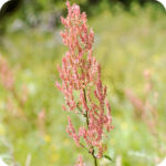 Sheep's Sorrel (Rumex acetosella) plug plants - Image 2