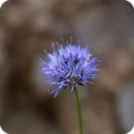 Sheep's-Bit Scabious (Jasione montana) plug plants