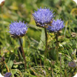 Sheep's-Bit Scabious (Jasione montana) plug plants - Image 2