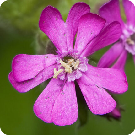 Close up of Red Campion Silene dioica a small purple flower with 9 small petals