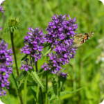 Betony (Stachys officinalis) plug plants - Image 3