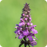 Wet Meadow/Damp Grassland Plug Plant Mix - Image 8