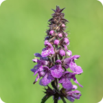 Marsh Woundwort