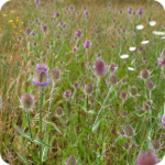 Teasel (Dipsacus fullonum) plug plants - Image 2