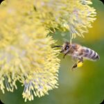 Common Meadow Rue (Thalictrum flavum) plug plants - Image 2