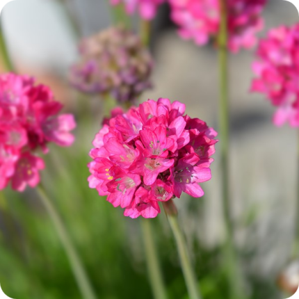 Close up of Thrift Armeria maritima cluster of tiny pink flowers creating a ball