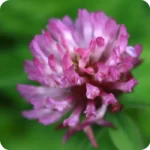 Close up of the purple flower Red Clover Trifolium pratense