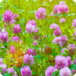 Red Clover (Trifolium pratense) plug plants - Image 3