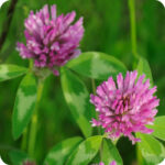 Red Clover (Trifolium pratense) plug plants - Image 2