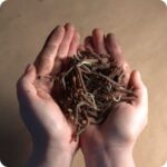 Wood Anemone (Anemone nemorosa) Rhizomes in The Green - Image 4