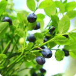 Bilberry (Vaccinium myrtillus) close up of small bell shaped pale pink flowers with green leaves on low stems.