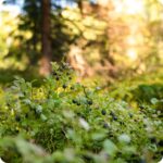 Bilberry (Vaccinium myrtillus) growing in heathland and woodland among mosses, grasses, and other native wild plants.