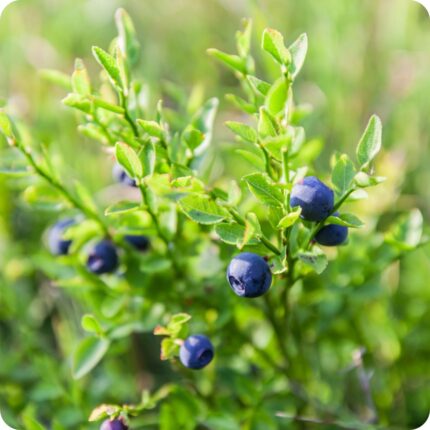Bilberry (Vaccinium myrtillus) low growing shrub with small green leaves and clusters of pink bell shaped flowers.