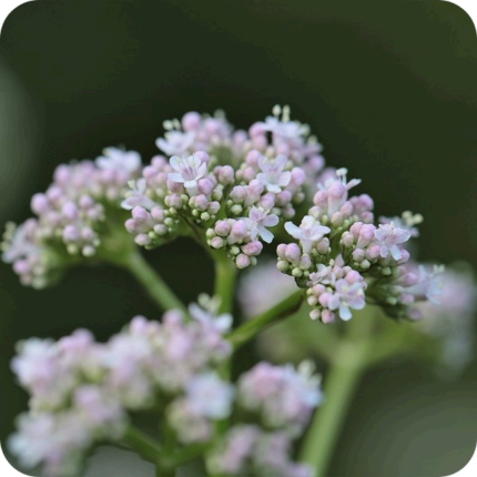Close up of Marsh Valerian Valeraina diocia showing clusters of small white and pink flowers spread over green stems