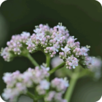 Common Valerian