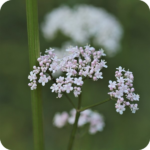 close up of Common Valerian Valeriana officinalis showing clusters of small white and pale pink flowers