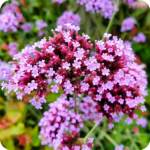 Vervain (Verbena officinalis) clusters of purple flowers on dark purple stems