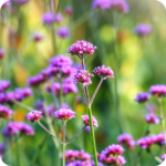 Vervain (Verbena officinalis) plug plants - Image 2