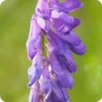Tufted Vetch (Vicia cracca) plug plants