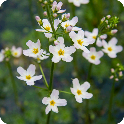 Water Plantain (Alisma plantago aquatica) white flowers with yellow centres in a group on green stems