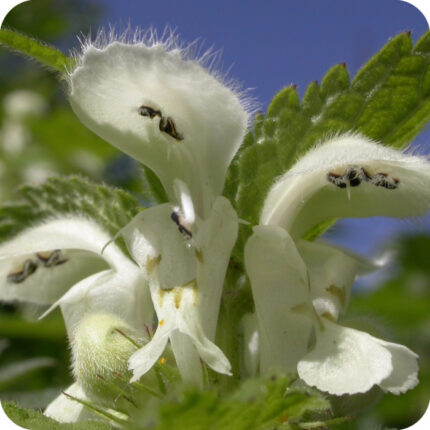 White Dead Nettle Lamium album close-up of white hooded flowers with textured green leaves.