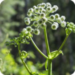 Angelica (Angelica sylvestris) small ball shaped white flowers spread out over a thick green stem