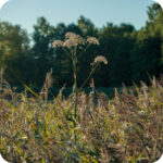Angelica (Angelica sylvestris) plug plants - Image 3