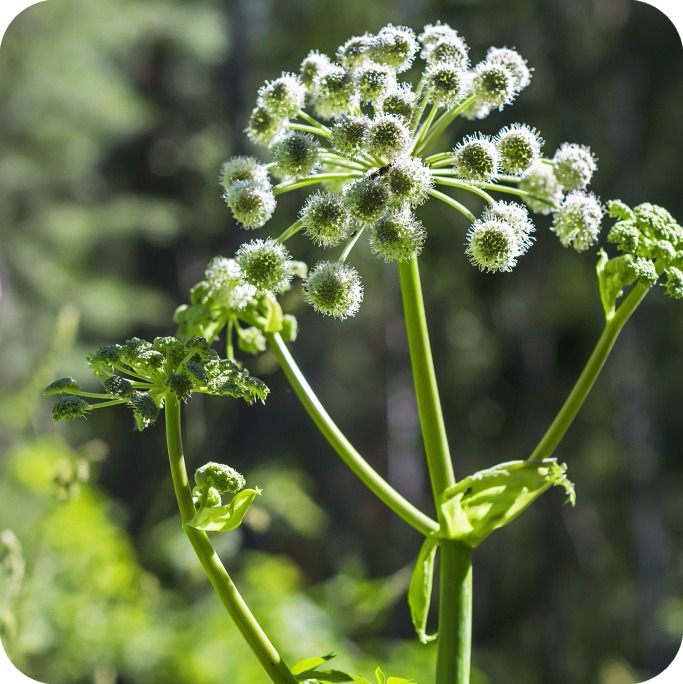 Angelica (Angelica sylvestris) small ball shaped white flowers spread out over a thick green stem