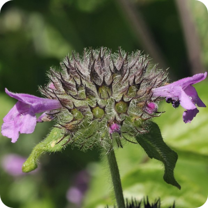 Wild basil flower