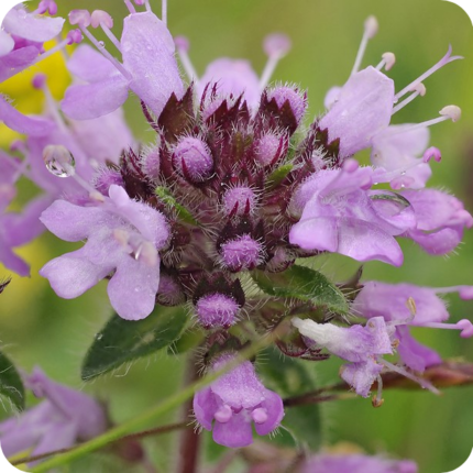 Close up of Wild Thyme Thymus polytrichus a purple flower with dark purple stamens