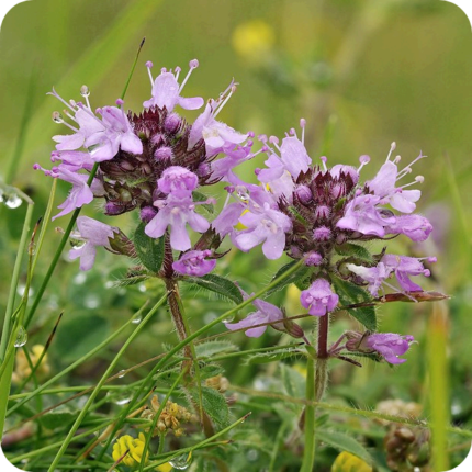 Wild thyme flower