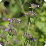 Wild Basil (Clinopodium vulgare) plug plants - Image 3