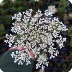 Wild Carrot (Daucus carota) close-up of delicate white umbel flowers with tiny clustered florets on green stems.