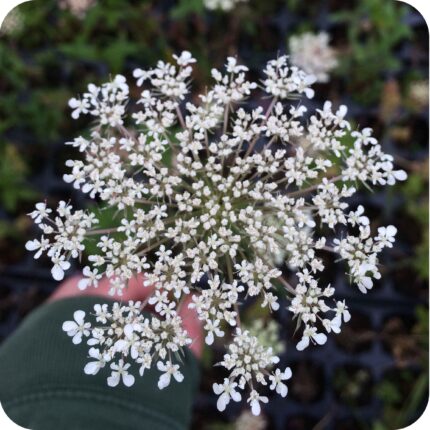 Wild Carrot (Daucus carota) close-up of delicate white umbel flowers with tiny clustered florets on green stems.