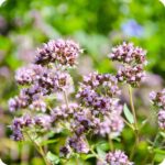 Wild Marjoram (Origanum vulgare) clusters of pale pink flowers