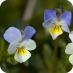 Field Pansy (Viola arvensis) plug plants - Image 2