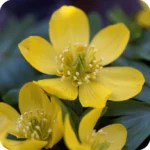 Winter Aconite (Eranthis hyemalis) bulbs/tubers