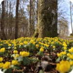 Winter Aconite (Eranthis hyemalis) bulbs/tubers - Image 3