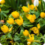 Winter Aconite (Eranthis hyemalis) bulbs/tubers - Image 2