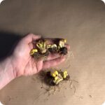 Winter aconite bulbs in a ladys hand