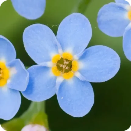 Wood Forget Me Not (Myosotis sylvatica) close-up of small blue five-petalled flowers with yellow centres.