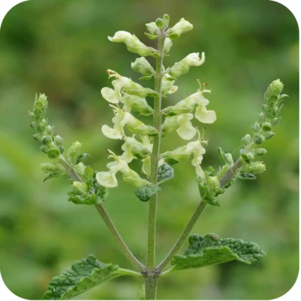 Wood sage flower