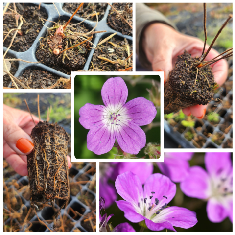autumn-wildflower-plugs