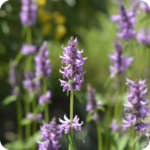 Betony (Stachys officinalis) plug plants - Image 2