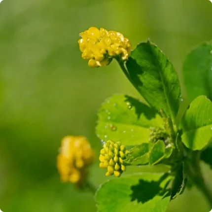 Black Medick (Medicago lupulina) close-up of small bright yellow clustered flowers atop slender green stems.